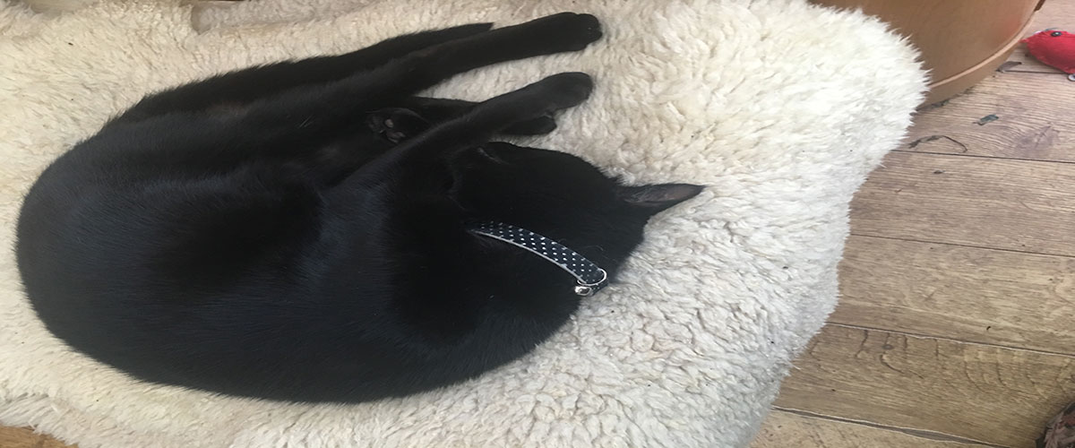 Cat sleeping on the mat